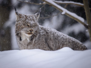 Canada lynx, by James Beissel